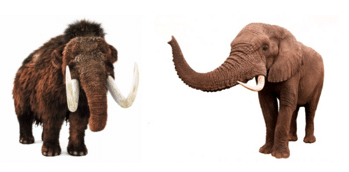 Рассказ о Слоне и Мамонте: история про 2021 год
